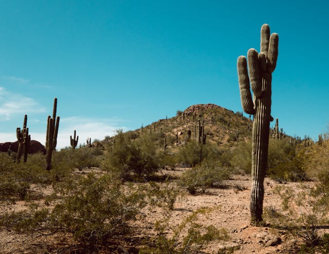 Green Saguaro Cactus on Brown Field Green Saguaro Cactus on Brown Field